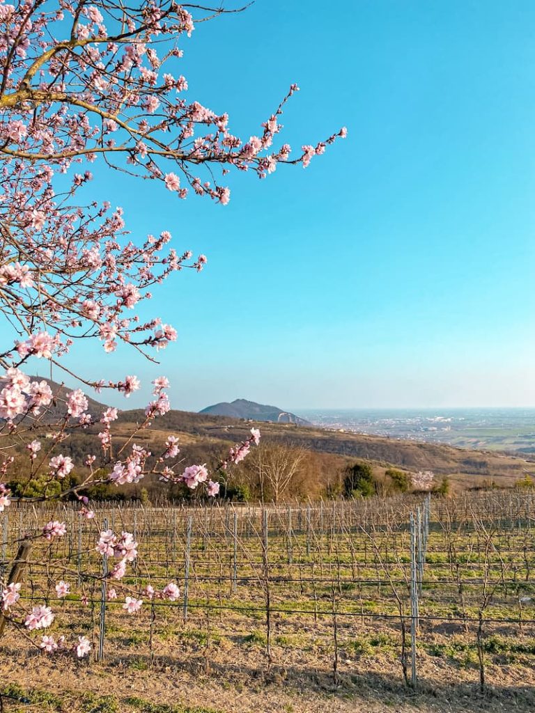 colli euganei dove dormire
