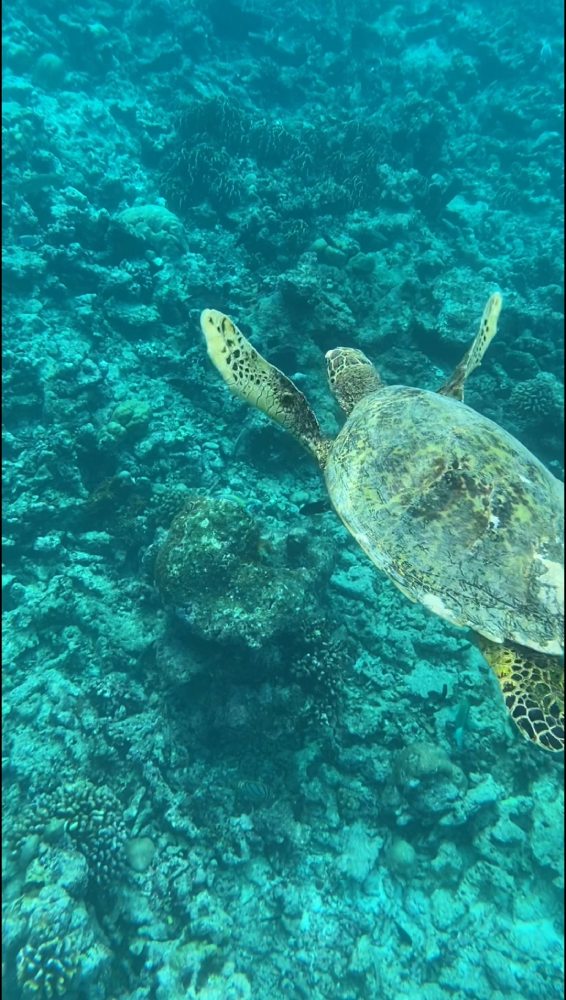 maldive guest house