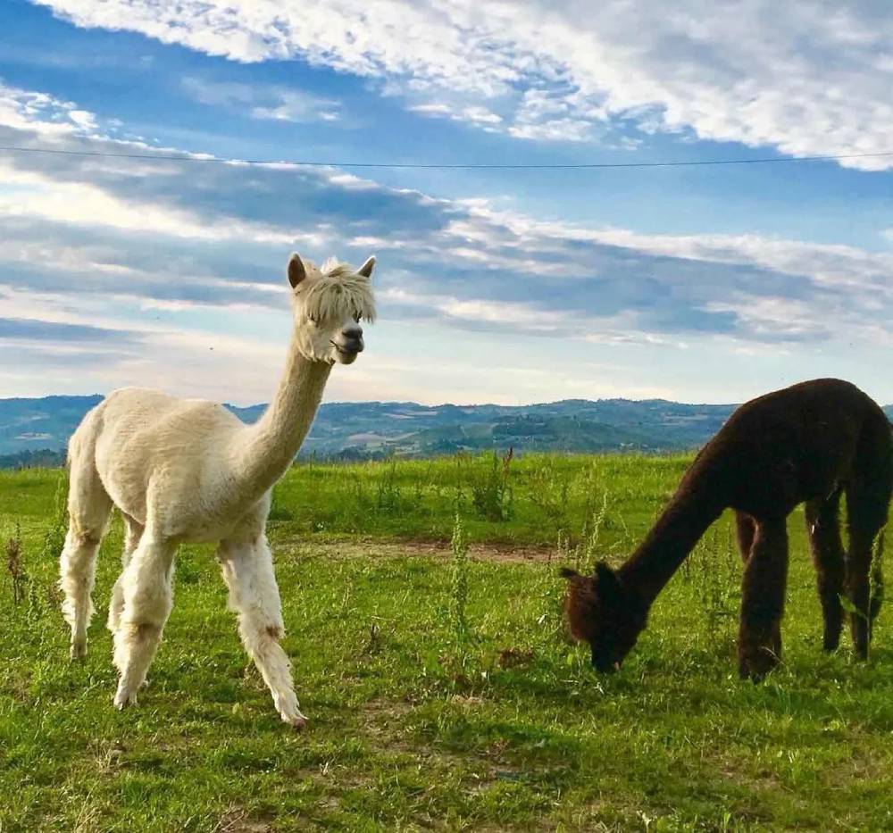 langhe alpaca