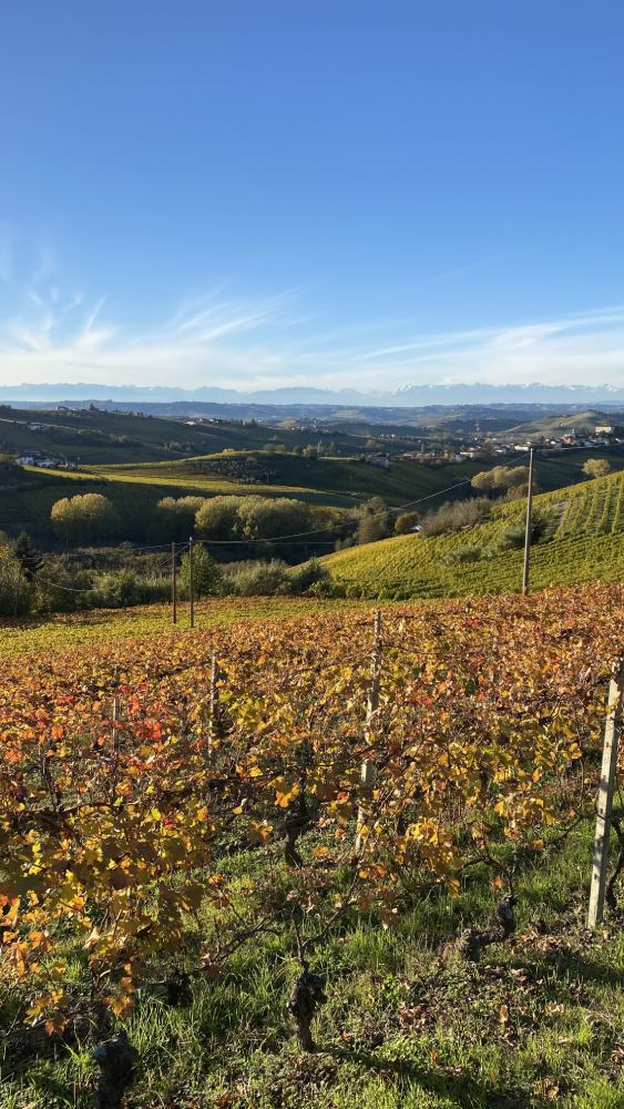 langhe monferrato